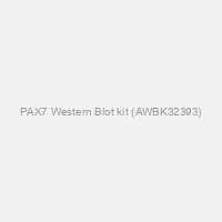 PAX7 Western Blot kit (AWBK32393)